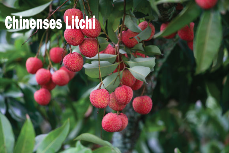 litchi