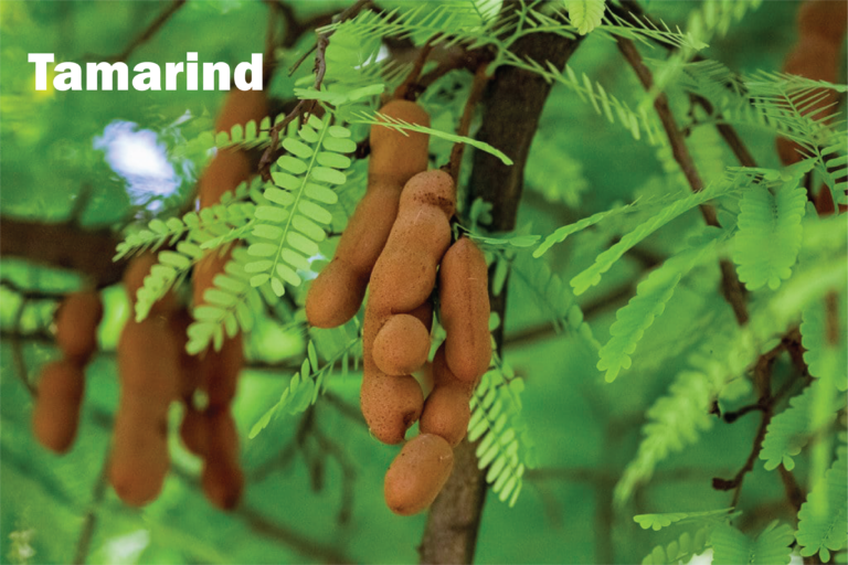 tamarind