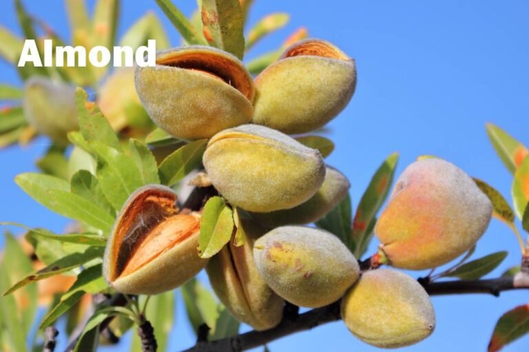 Almond