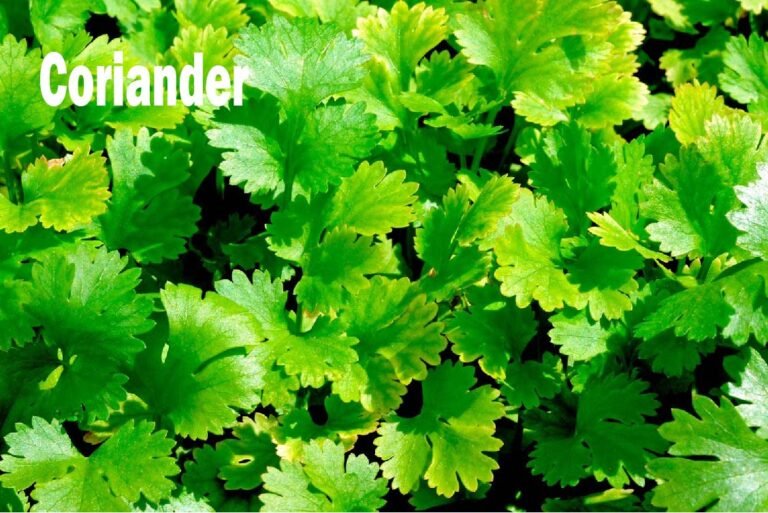 Coriander